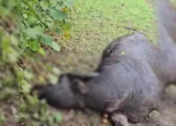 Qubada ayılar kəndə hücum edib