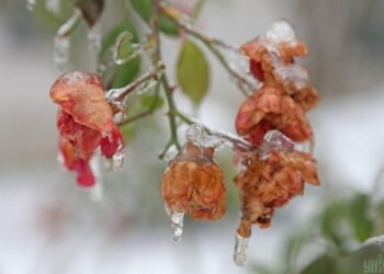 Ukraynanı güclü şaxtalar vuracaq: 8 region risk altındadır (xəritə)