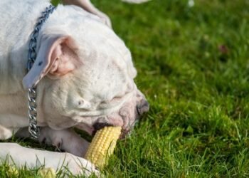 Niyə heç vaxt itinizə qarğıdalı verməməlisiniz?