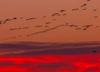 Almaniyada yüz minlərlə quş quş qripindən tələf olub