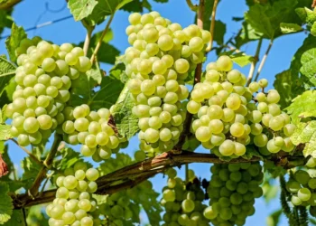 Azərbaycan Ukraynaya üzüm tədarükünü bərpa edib