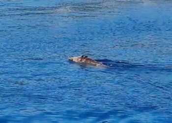 Xorvatiyada çöl donuzu dənizdə üzdü – VİDEO