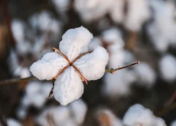 Azərbaycanın pambıq ixracından gəliri 11 %-ə yaxın azalıb