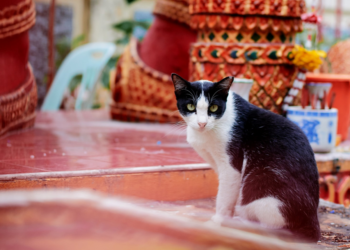 Tayland pişikləri rəsmi olaraq milli simvola çevrilir