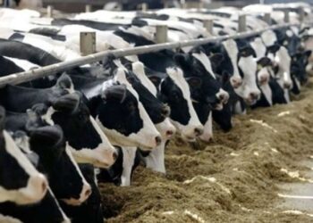 Nazirliyin 5 milyon ödədiyi minlərlə mal-qara “yoxa çıxıb”