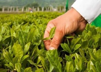 Azərbaycan çay ixracını artırdı