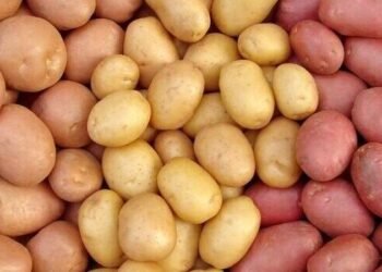 Toxumun qiyməti ikiqat ARTDI – Kartof BAHALAŞACAQ?