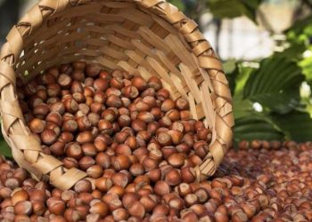 Azərbaycan fındıq ixracını artırdı