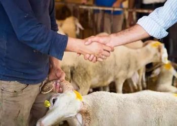Qurban bayramında ətin qiyməti belə dəyişəcək - Əhaliyə çağırış edildi