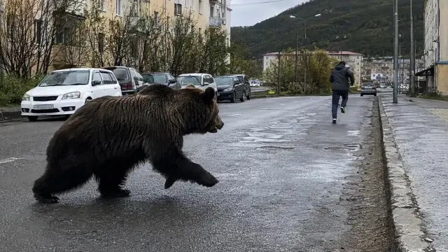 Rusiya bu görüntülərdən danışır: Ayı qadını təqib etdi – Video