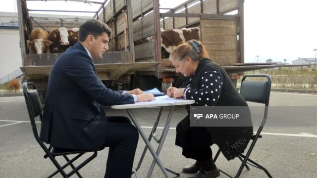Ağdam, Xocalı və Laçın sakinlərinə damazlıq heyvanların paylanılmasına başlandı