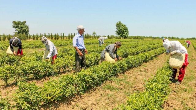 Azərbaycanda “Məhsul şəhadətnaməsi haqqında” qanun I oxunuşda təsdiq edildi